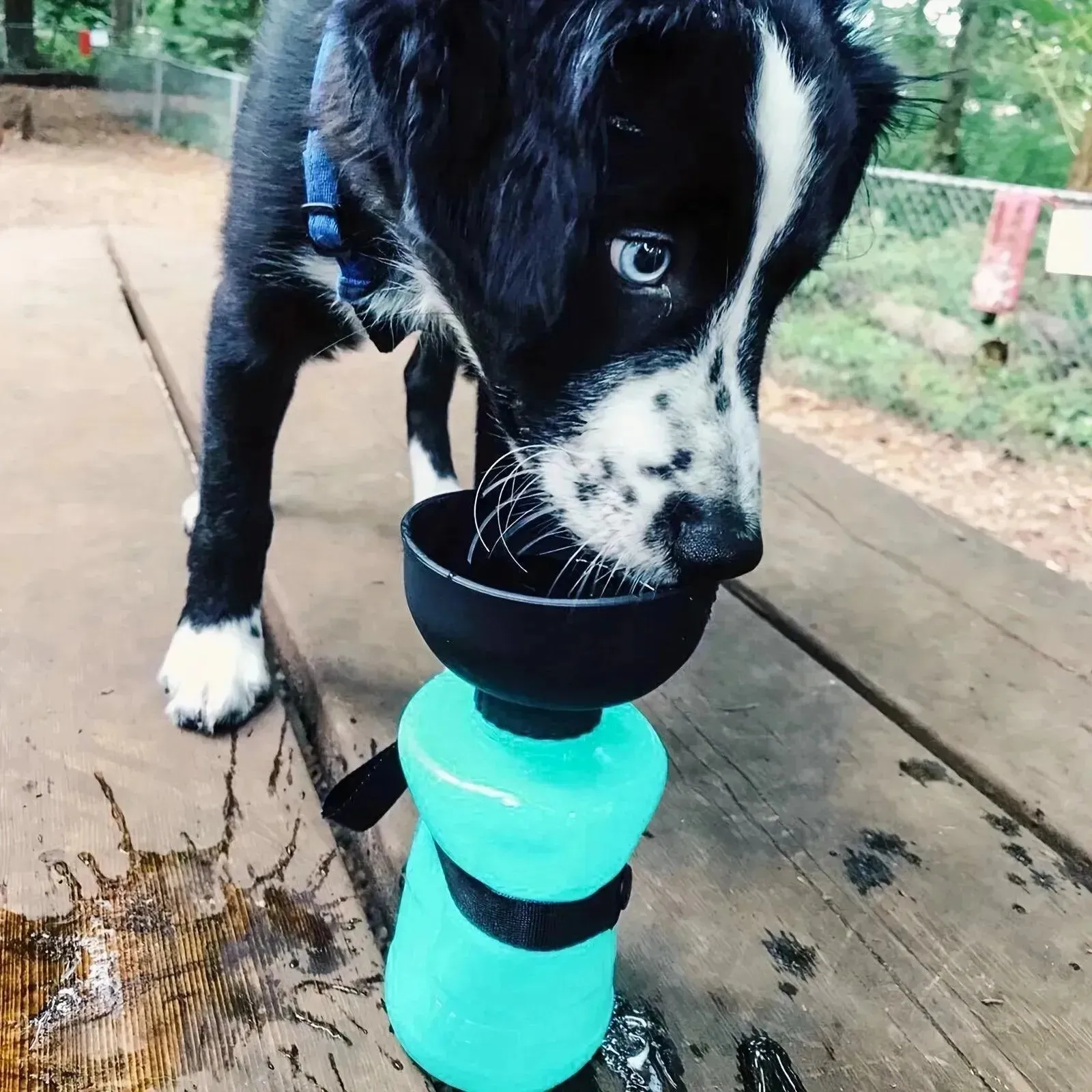 18oz Collapsible Dog Water Bottle - Leakproof, BPA-Free, Macaron Colors