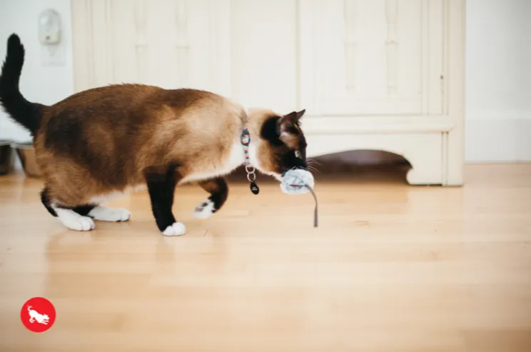 Catch a Meowse Catnip Toy Set