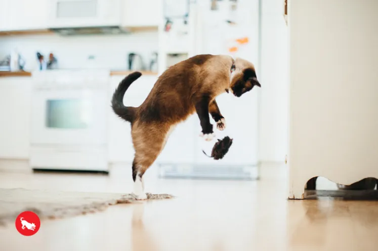 Catch a Meowse Catnip Toy Set