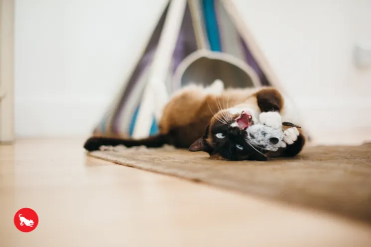 Catch a Meowse Catnip Toy Set