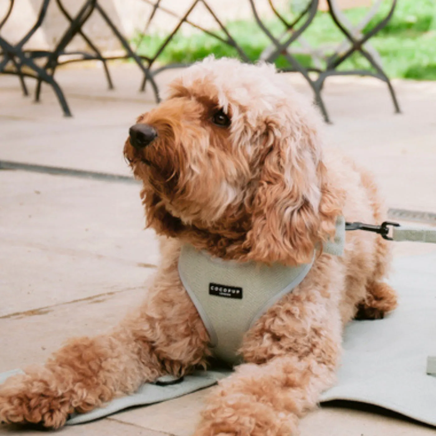 Cocopup London Sage Tweed Adjustable Neck Harness