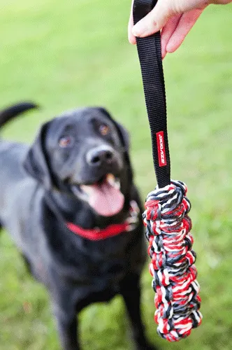 EzyDog Beaver Tail Toss & Fetch Toy
