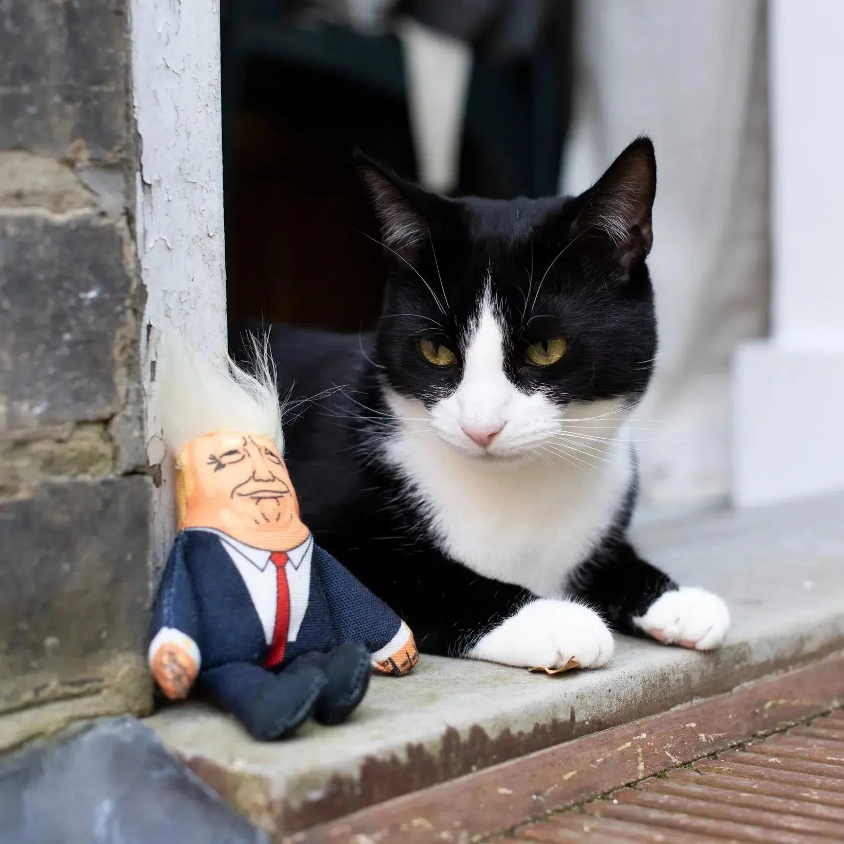 Pet Hates | Donald Trump - Cat Toy