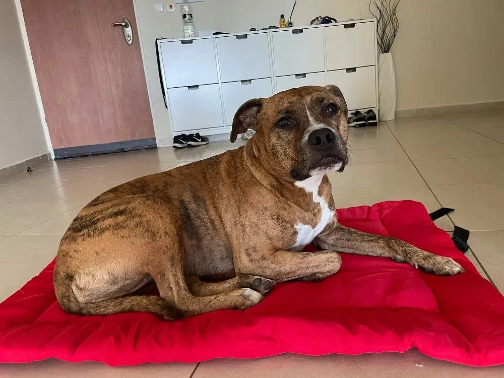 Portable Big Dog Bed Foldable Puppy Kennel Sofa Bench Cushion Waterproof Outdoor Pet Couch Mat Beds For Small Large Dogs