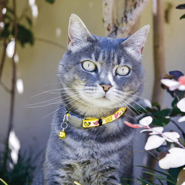Rogz Reflecto KiddyCat Safety Release Collar