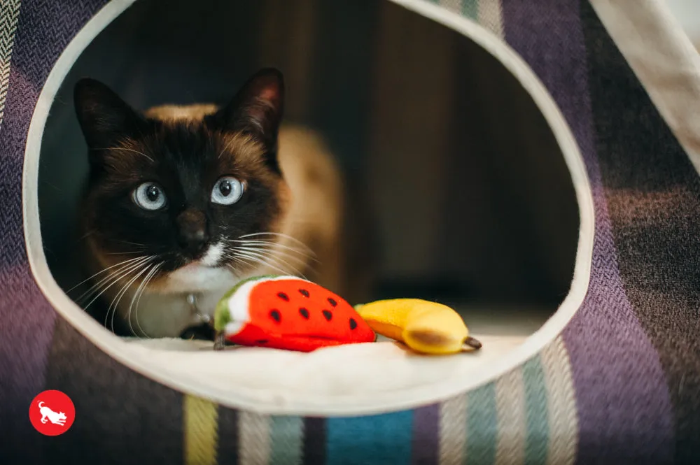 Tutti Frutti Catnip Toy Set